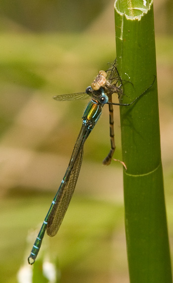 Austrolestes cingulatus